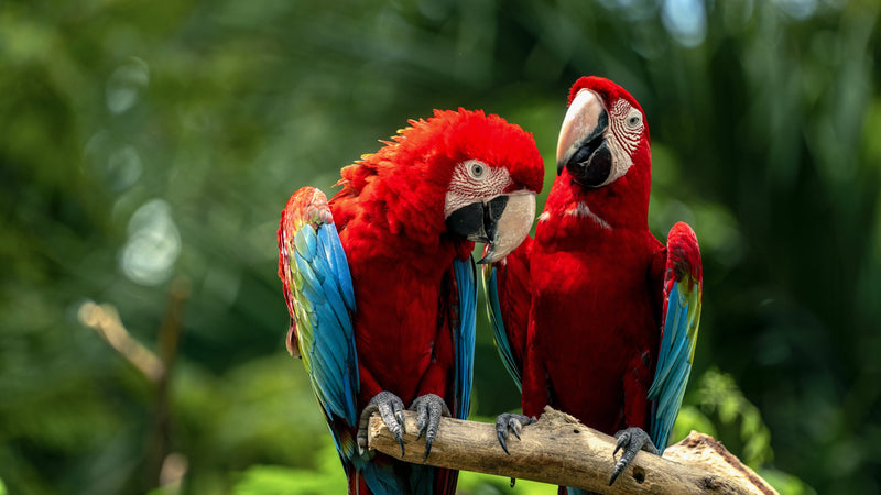Birds