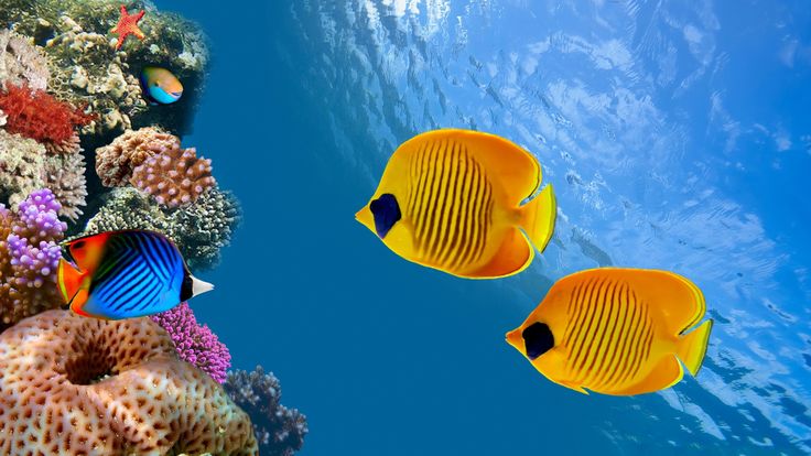 Fish & Aquariums