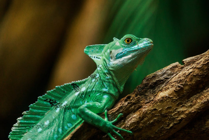 Reptiles & Exotics