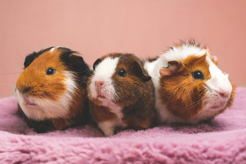 Small Pets