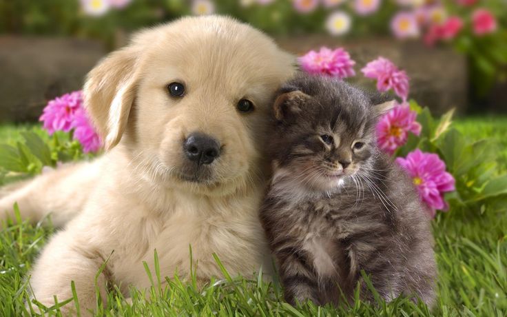 Dogs & Cats